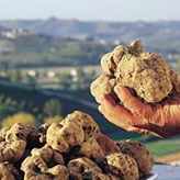 truffles istria rovinj